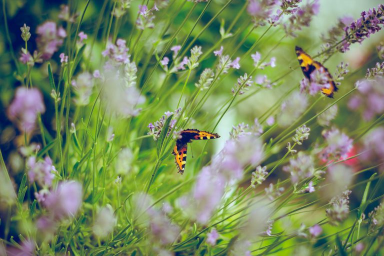 Insektensterben in Deutschland: Was heißt das eigentlich?