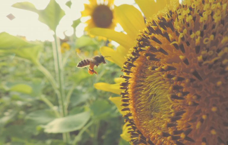 Insektensterben und Artenschwund stoppen – jetzt!